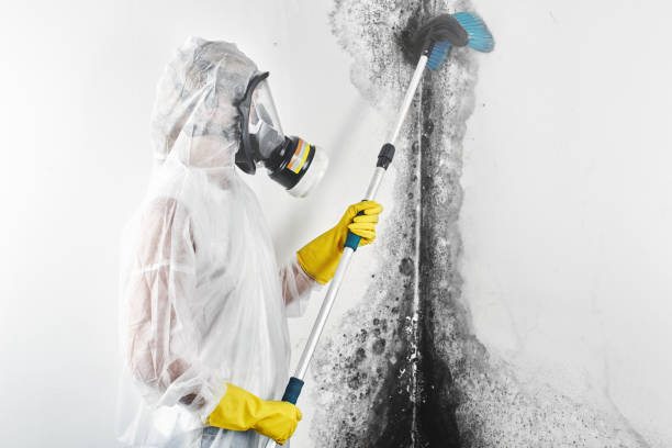 Best Attic Mold Removal  in Lisle, IL