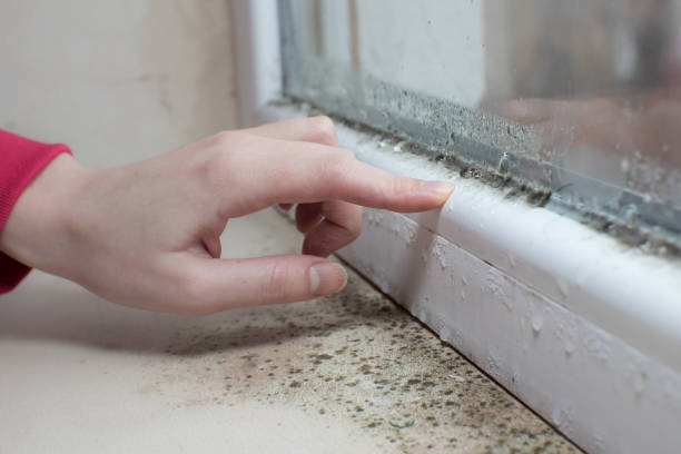 Best Environmental Consulting for Mold Prevention  in Lisle, IL
