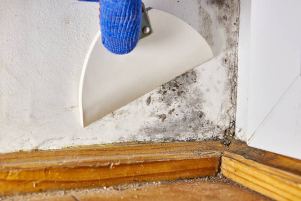 Best HVAC Mold Inspection and Cleaning  in Lisle, IL